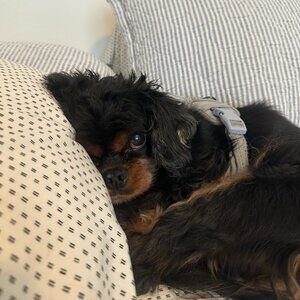 Make Offers: Sales Pay For Bobby's Surgery!